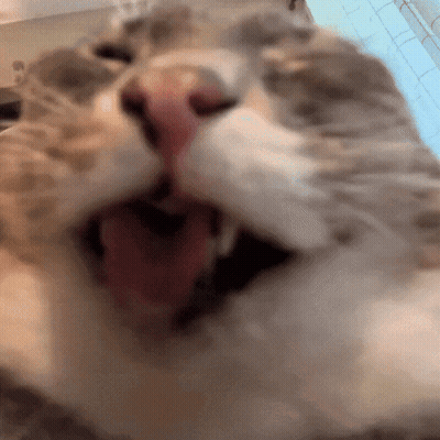 Close Up Of Cat Mouth With Tongue Hanging Out GIF