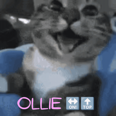 Close Up Of Cat Named Ollie GIF