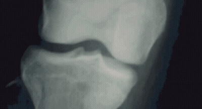 Close Up of Cat Nose and Eyes