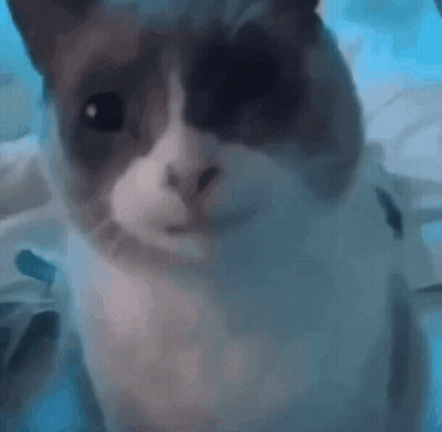 Close Up Of Cat On Blue Background GIF