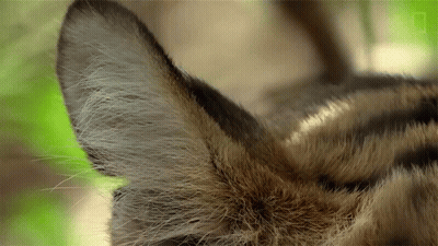 Close Up Of Cat's Ear GIF