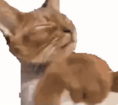 Close Up Of Cat's Face GIF
