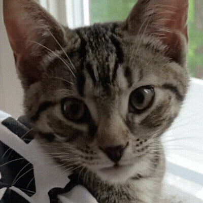Close Up Of Cat's Face GIF