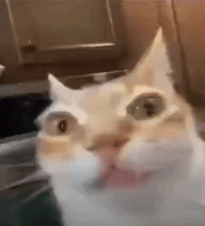 Close Up Of Cat's Face GIF