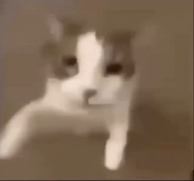 Close Up Of Cat's Face GIF