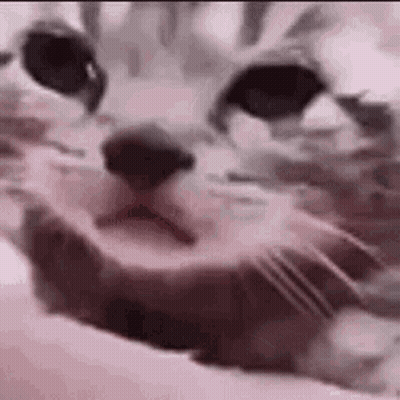 Close Up Of Cat's Face Lying On Bed GIF