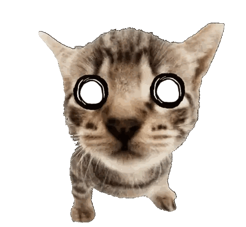 Close Up Of Cat's Face Sticker