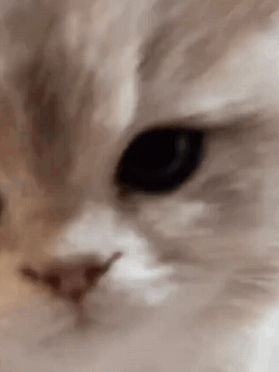 Cat Kiss GIFs