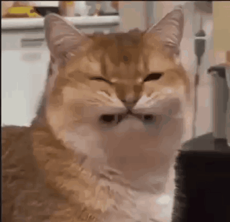 Close Up Of Cat's Face With Eyes Closed GIF