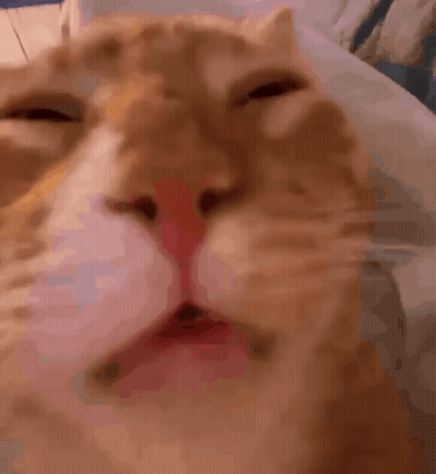 Close Up Of Cat's Face With Eyes Closed GIF