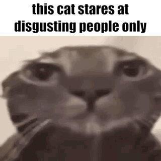Close Up Of Cat's Face With Words This Cat Stares At Disgusting People Only GIF