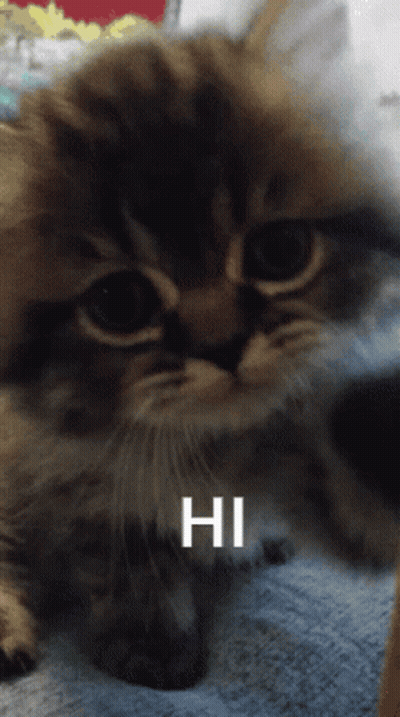 Close Up Of Cat Saying Hi GIF