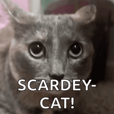 Close Up Of Cat Saying Scardey Cat GIF