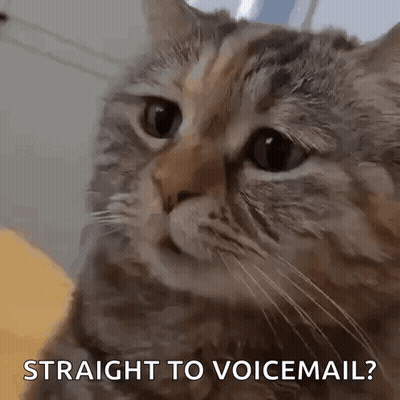 Close Up Of Cat Saying Straight To Voicemail GIF