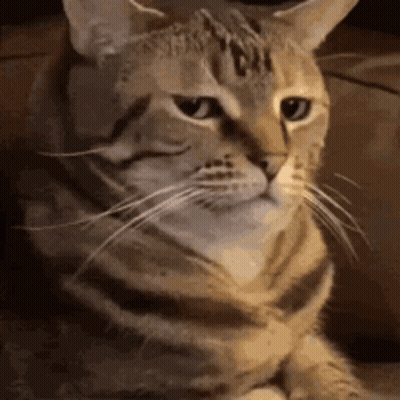 Close Up Of Cat Sitting On Couch GIF