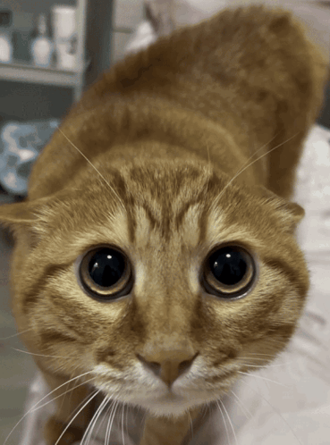 Close Up Of Cat With Big Black Eyes GIF