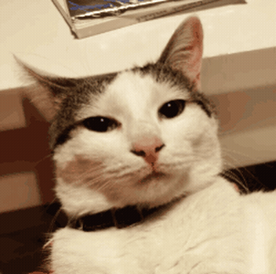 Close Up Of Cat With Black Collar GIF
