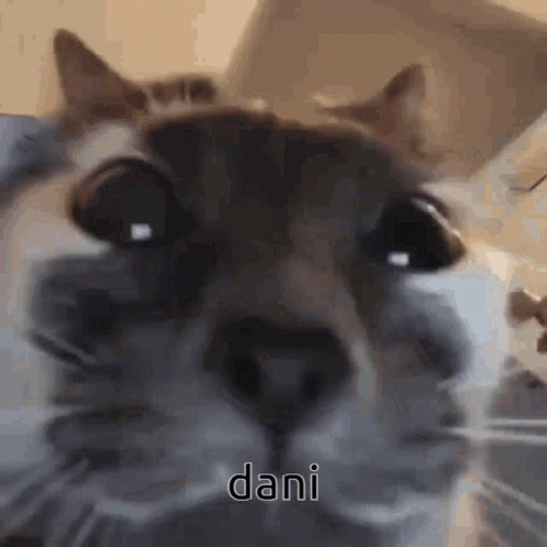 Close Up Of Cat With Dani GIF
