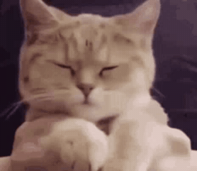 Close-Up Of Cat With Eyes Closed GIF