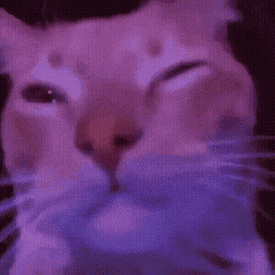 Close Up Of Cat With Eyes Closed GIF