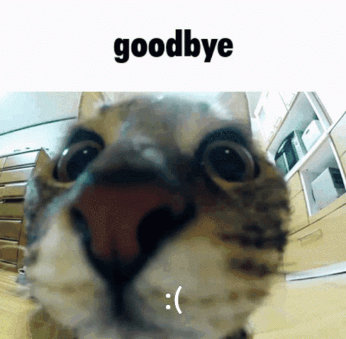 Close Up Of Cat With Goodbye GIF