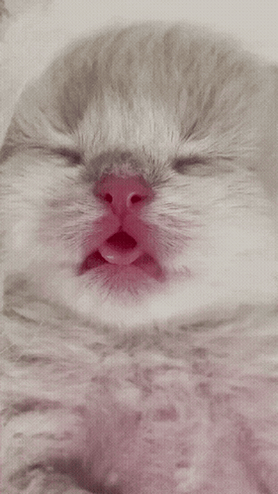 Close Up Of Cat With Mouth Open GIF