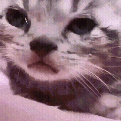 Close Up Of Cat With Mouth Open On Bed GIF