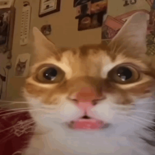 Close Up Of Cat With Mouth Open GIF