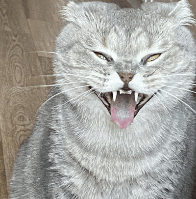 Close Up Of Cat With Mouth Wide Open GIF