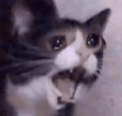 Close Up Of Cat With Open Mouth GIF