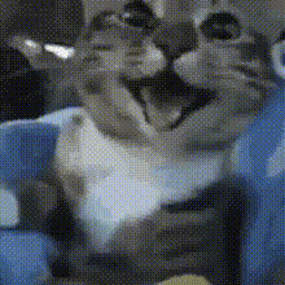 Close Up Of Cat With Open Mouth GIF