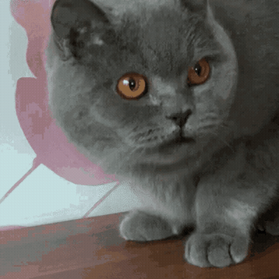 Close Up of Cat With Orange Eyes