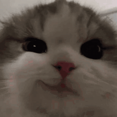 Close Up Of Cat With Pink Nose GIF