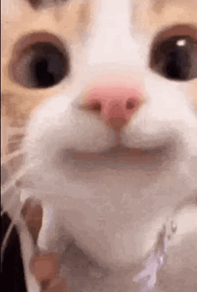 Close Up Of Cat With Pink Nose Smiling GIF