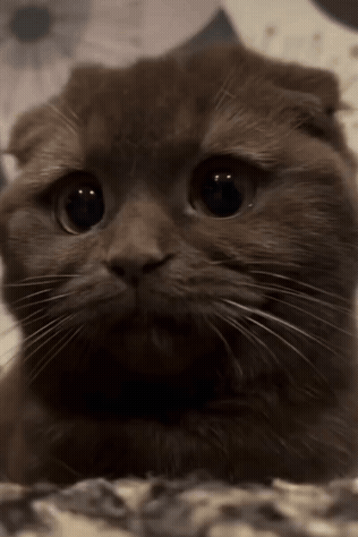 Close Up Of Cat With Serious Look GIF