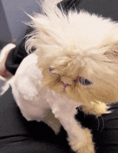 Close Up Of Cat With Shaved Face GIF