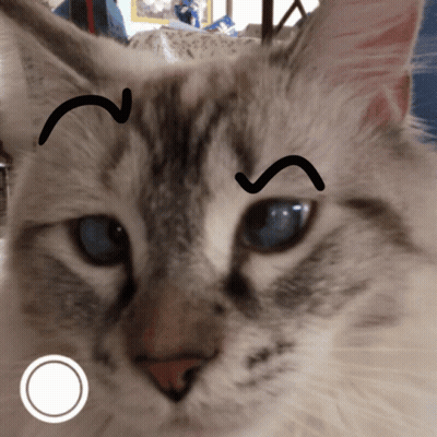 Close Up Of Cat With Smiley Face Drawn On Face GIF