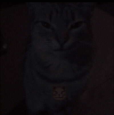 Close Up Of Cat With Smiley Face On Chest GIF