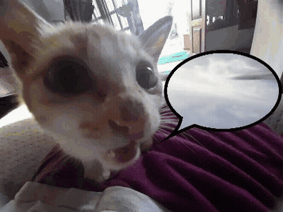 Close Up Of Cat With Speech Bubble GIF