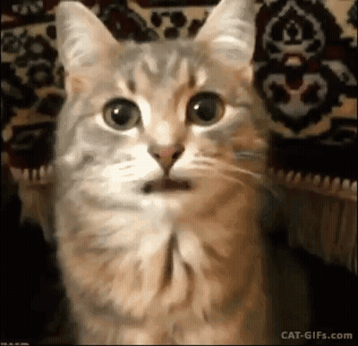 Close Up Of Cat With Surprised Open Mouth GIF