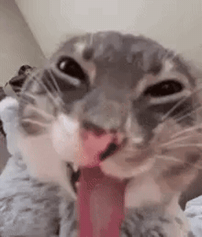 Close Up Of Cat With Tongue Out GIF