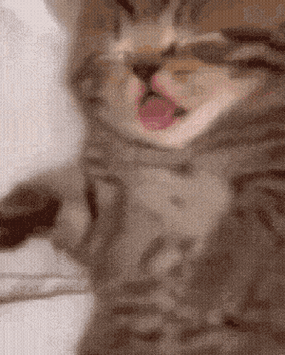 Close Up Of Cat With Tongue Out GIF