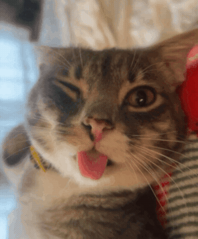 Close Up Of Cat With Tongue Out GIF