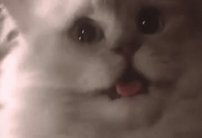 Close Up Of Cat With Tongue Out GIF