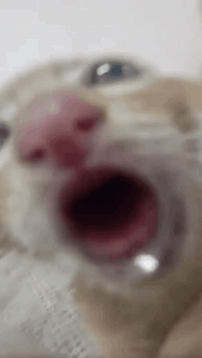 Close Up Of Cat Yawning GIF