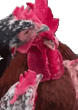 Close Up Of Chicken With Red Crest Sticker