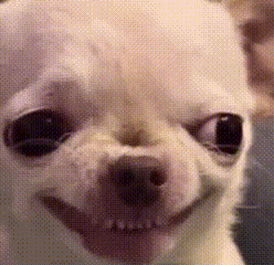 Close Up of Chihuahua Smiling With Person