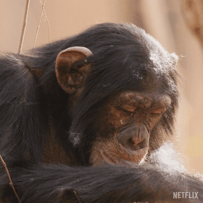 Close Up Of Chimpanzee With Netflix Logo GIF
