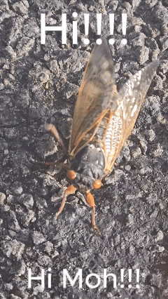 Close Up Of Cicada Saying Hi Mah GIF