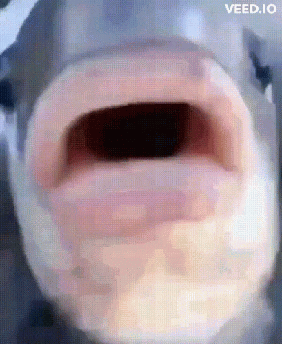 Close Up Of Cow's Open Mouth GIF
